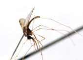 Un mosquito hembra del género "Apheles Albimanus" portador del virus de la malaria.