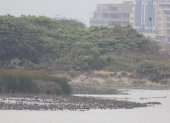 Miles de aves se encuentran en un islote del Río Guayas.