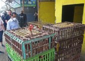 Acción.- El gobernador del Guayas, Lorenzo Calvas, realizó un operativo en galpones, vía a Daule, donde venden pollos en pie.