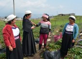 Ambato. Campesina de Chibuleo, en sus tareas de trabajo en las granjas. Ellas son socias de Curi Coral.