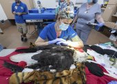 Miami. El equipo médico del Zoo mientras asistían al águila calva Rita.