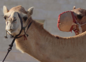 Los camellos en Qatar