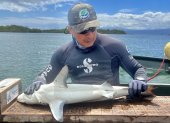 Fotografía cedida por la Dirección del Parque Nacional Galápagos que muestra a un investigador mientras toma medidas a una cría d tiburón martillo (Sphyrna lewini) en las Islas Galápagos (Ecuador). Un nuevo criadero de tiburones martillo (Sphyrna lewini) fue descubierto en las Islas Galápagos (Ecuador) y se suma a otras dos "guarderías" de ejemplares de menos de un año de esta especie en peligro crítico de extinción halladas anteriormente en el archipiélago.
