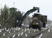 Trabajo.- La tarea de la recolección de la caña de azúcar.
