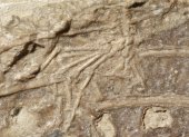 Fotografía de cerca de la pata de un mamífero entre las costillas de Microraptor.