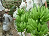 Hacienda. En enero de 2023 la producción de banano bajará 8,10 %, esto es 2,9 millones menos de cajas versus enero de 2022.