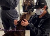 Bogotá. Delegados de la Fiscalía durante un operativo de rescate animal.