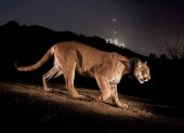 un puma que se hizo famoso por viajar a través de dos congestionadas autopistas californianas y que se convirtió en un símbolo de la disminución de la diversidad genética de animales atrapados por el desarrollo urbano. EFE/Steve Winter/National Geographic
