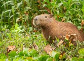 El capibara es una especie considerada vulnerable en Ecuador.
