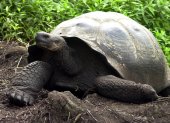 Una tortuga gigante o Galápago camina por un sendero del Parque Nacional Galápagos en la isla Santa Cruz del archipiélago de las islas Galápagos, en una fotografía de archivo.