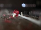 -FOTODELDIA- EA4503. AMRITSAR, 07/01/2021.- Un pollo se asoma a su jaula en una granja de pollos en Chabba, cerca de Amritsar en la India, este jueves. La India notificó la presencia en el país de casos de gripe aviar, una enfermedad viral contagiosa que se propaga entre las aves y otros animales. EFE/ Raminder Pal Singh Alerta por gripe aviar en la India