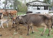 Hacienda. Algunas de las vacas en Manabí que por falta del pasto han bajado de peso y se ven sus costillas.