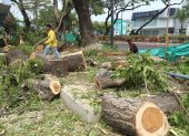 Entre sábado y domingo se podaron seis árboles ubicados en la avenida  Kennedy, al lado de la Universidad de Guayaquil.