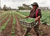 Campo. Los pequeños productores requieren de apoyos para tecnificarse y solucionar otros restos.