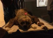 Una perezosa bajo cuidado en el Zoológico de Quito.