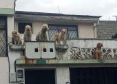 Centro. Cinco perros viven en malas condiciones dentro de una casa.