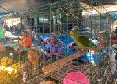 ACOMPAÑA CRÓNICA: PERÚ ANIMALES - AME3436. IQUITOS (PERÚ), 31/12/2022.- Fotografía que muestra el mercado de Iquitos el 4 de diciembre de 2022, en Iquitos (Perú). Trozos de carne de enormes lagartos que conservan sus escamas, parejas de pájaros tropicales en jaulas y grandes tortugas vivas, se encuentran sin ninguna dificultad en el atestado mercado de Iquitos, en el corazón de la Amazonía peruana, una muestra de lo normalizado que está el tráfico ilegal de especies silvestres. "La región amazónica de Perú es fuente de extracción de animales que llegan a la costa y la zona andina y el extranjero. EFE/ Paula Bayarte