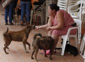 Ana Cristina Martínez juega con sus perros el 12 de enero de 2023 en Rosas (Cauca). Cuando la tierra comenzó a temblar y una avalancha arrastró más de 60 viviendas en el municipio de Rosas, en el departamento colombiano del Cauca (suroeste), una mujer sobrevivió gracias a las narices frías y las colas meneantes de sus cuatro perros que la guiaron hacia la supervivencia. EFE/ Ernesto Guzmán