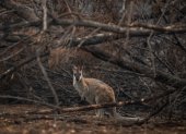 En la imagen de archivo, un ualabí de cuello rojo busca refugio entre matoralles quemados en Cobargo, Nueva Gales del Sur (Australia). EFE/ James Gourley