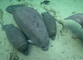 Fotografía divulgada por el Instituto de Ciencias Agrícolas y Alimentarias de la Universidad de Florida en el Condado de Volusia (UF IFAS Extension Volusia County) donde se aprecia a una manatí junto a sus recién nacidos mellizos en las aguas del parque natural Blue Spring, en el centro de Florida (EEUU).