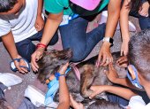 Niños juegan con mascotas que fueron llevados hasta el albergue para que ellos interactúen con los animales.