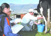 Finca. Una persona saca leche de la vaca de manera manual.