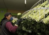 Hacienda.- Una persona que trabaja en la industria de las flores arregla las rosas para la exportación.