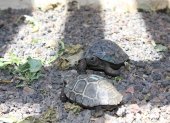 Galápagos. Tortugas del Centro de Crianza Arnaldo Tupiza, del PNG.