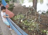 Parque Forestal. De todas las edades se maravillan con las iguanas y se detienen a darles de comer.