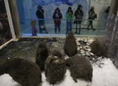 Labor. Un grupo de polluelos de pingüinos Adelia permanece en su corral, en el zoológico de Guadalajara, observado por visitantes.