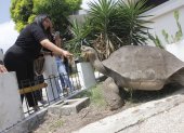 Contacto. Quienes visitan el campus Espol Las Peñas pueden observa las tortugas gigantes que tienen su hábitat en este sitio. Algunos aprovechan para tomarles fotos y alimentarlas con cactus que a ellas tanto les gusta.