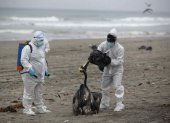 Personal del Servicio Nacional de Sanidad Agraria de Perú (Senasa) recoge pelícanos muertos infectados con gripe aviar H5N1, en la playa San Pedro al sur de Lima (Perú), en una fotografía de archivo. EFE/Paolo Aguilar