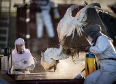 Funcionarios daneses matan y eliminan miles de pavos en una granja en Zelanda, Dinamarca, el 6 de enero. EFE/EPA/MADS CLAUS RASMUSSEN