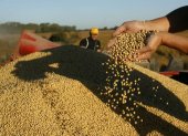 Rendimiento. En la actividad se observan fuertes mermas en la oferta de áreas sembradas con maíz y soja.