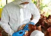 Personal del Ministerio de Salud Pública comienza a vacunar a las aves de corral para evitar contagios.