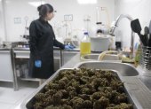Proceso. El cannabis es filtrado a través de varios procesos para extraer el CBD, lo que toma alrededor de dos semanas.