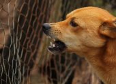 Los ataques de perros callejeros preocupan a las autoridades de la India.
