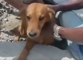 El perrito fue rescatado de entre los escombros