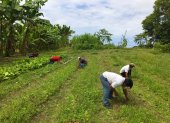 Campo.- Personas trabajando en la agricultura.