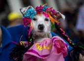 Una perra disfrazada en la iglesia Santa María Magdalena, durante la celebración de las festividades en honor a San Lázaro, en Masaya (Nicaragua).
