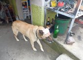 El perro quedó al cuidado de los vecinos del sector.