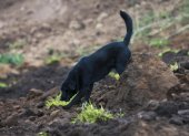 Jacob, el perro que ayuda a buscar a su familia tras un alud de tierra, recorre las casas sepultadas hoy en Alausí (Ecuador).