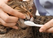 La limpieza dental le da una mejor calidad de vida al felino y puede prevenir dolorosas complicaciones dentales, como la gingivitis.