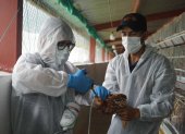 Acción. Un técnico de Agrocalidad vacuna un ave contra la influenza.