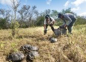 86 tortugas criadas en cautiverio regresaron a su hábitat natural