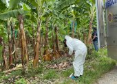 Trabajadores de una bananera hallaron el cadáver en estado de descomposición.