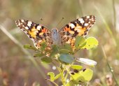 La mariposa cardera migra cada año entre África y Europa.
