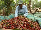 Cosecha. Un agricultor, en Ecuador, trabaja en la recolección de los granos de café en su hacienda.