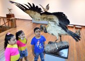 Un grupo de niños observa uno de los ejemplares que conforman la muestra en el Museo Municipal de Guayaquil.