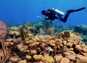 Referencia.- Un científico marino realiza labores de investigación de los corales.